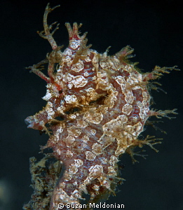 The Horseman (seahorse) by Suzan Meldonian 